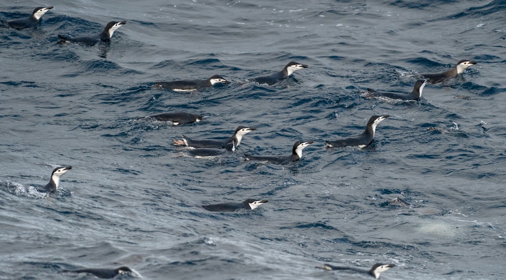 a flock of birds floating on top of a body of water