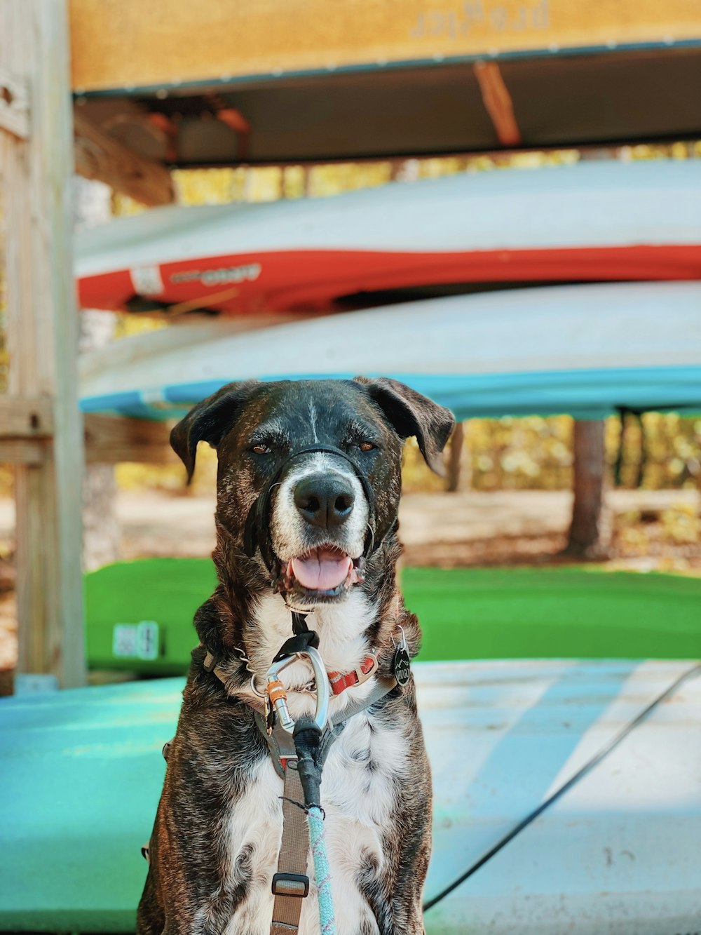 a dog with a leash sitting in front of a surfboard