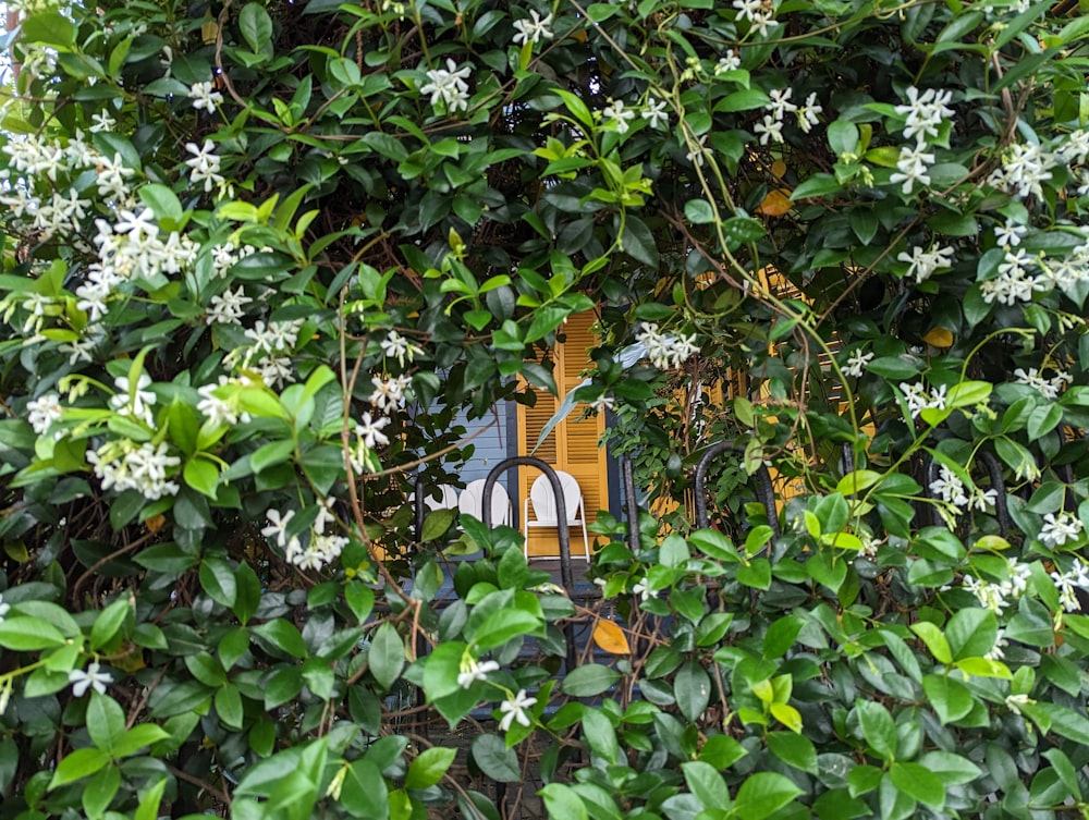 a window surrounded by green leaves and white flowers