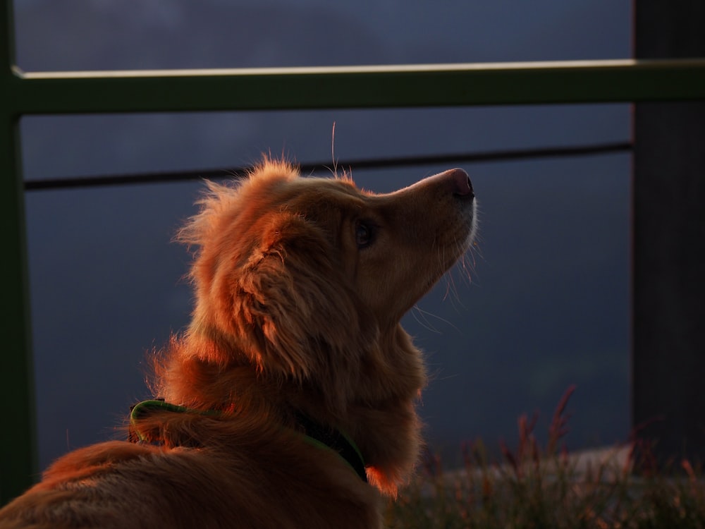 a brown dog sitting on top of a grass covered field