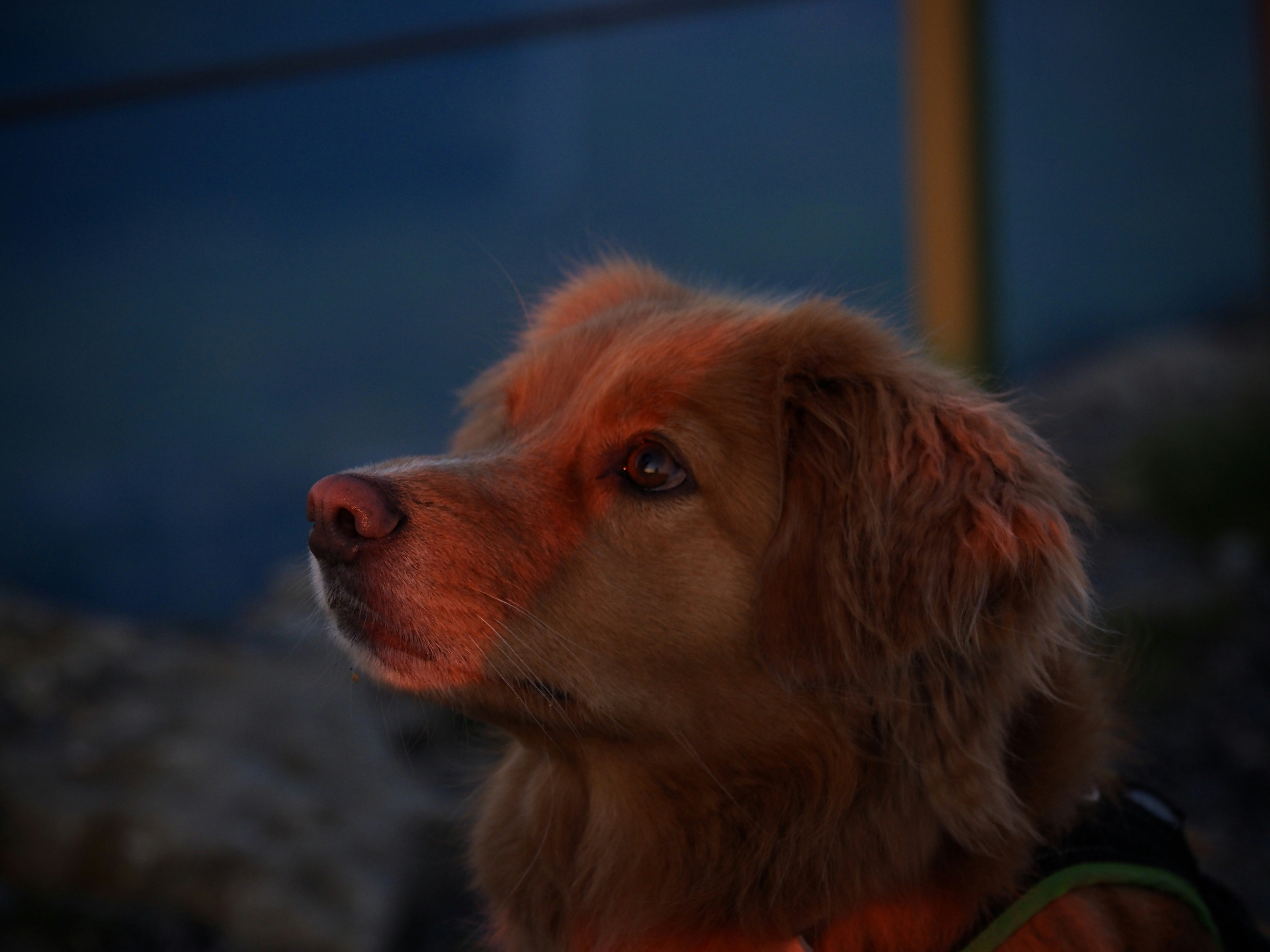 Perro golden con lesi&oacute;n cut&aacute;nea tratada con Phovia en Cl&iacute;nica Veterinaria Los Robles Santander