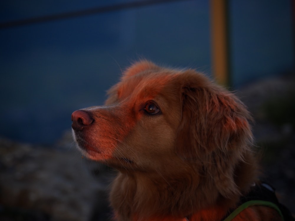 a close up of a dog wearing a collar