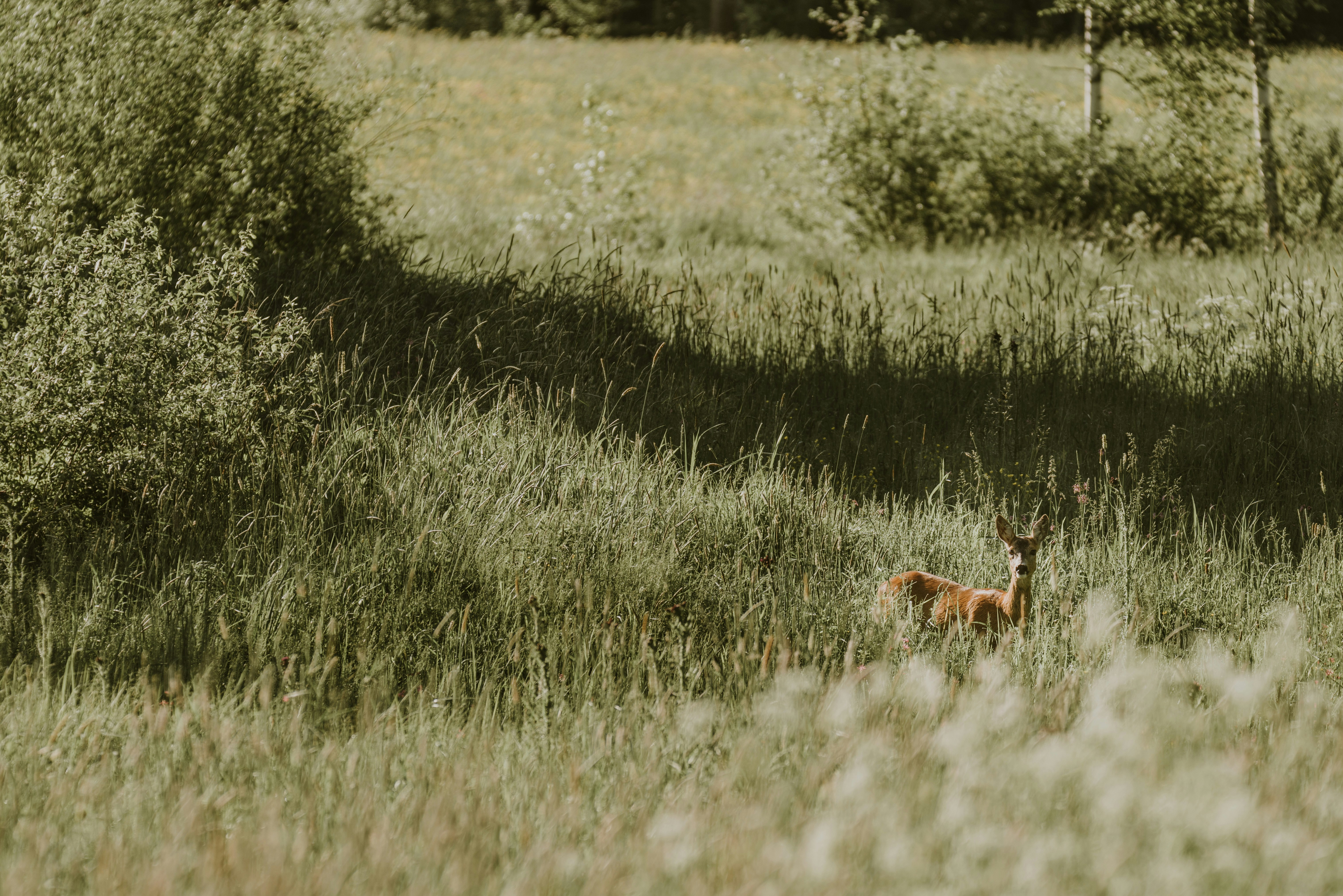 Photo by anitaaustvika