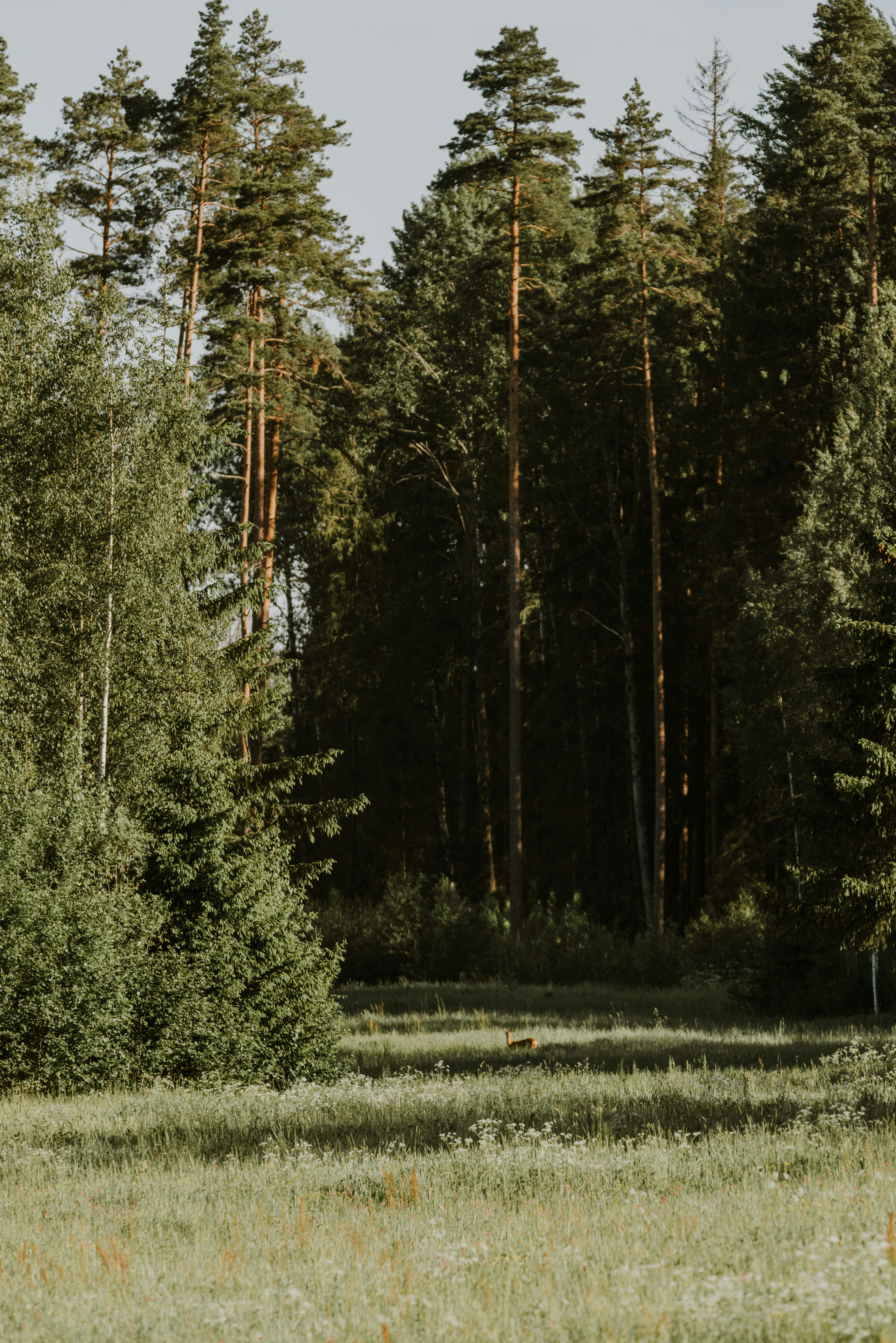 Photo by anitaaustvika