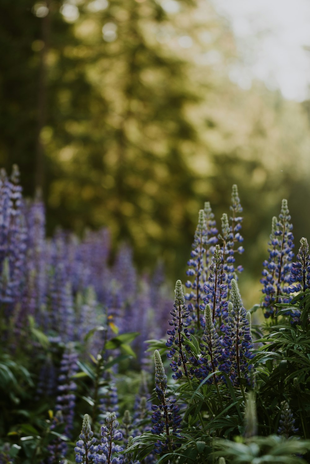 a field of purple flowers with trees in the background