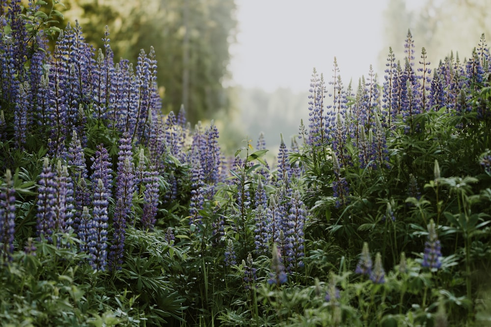 a field of purple flowers with trees in the background