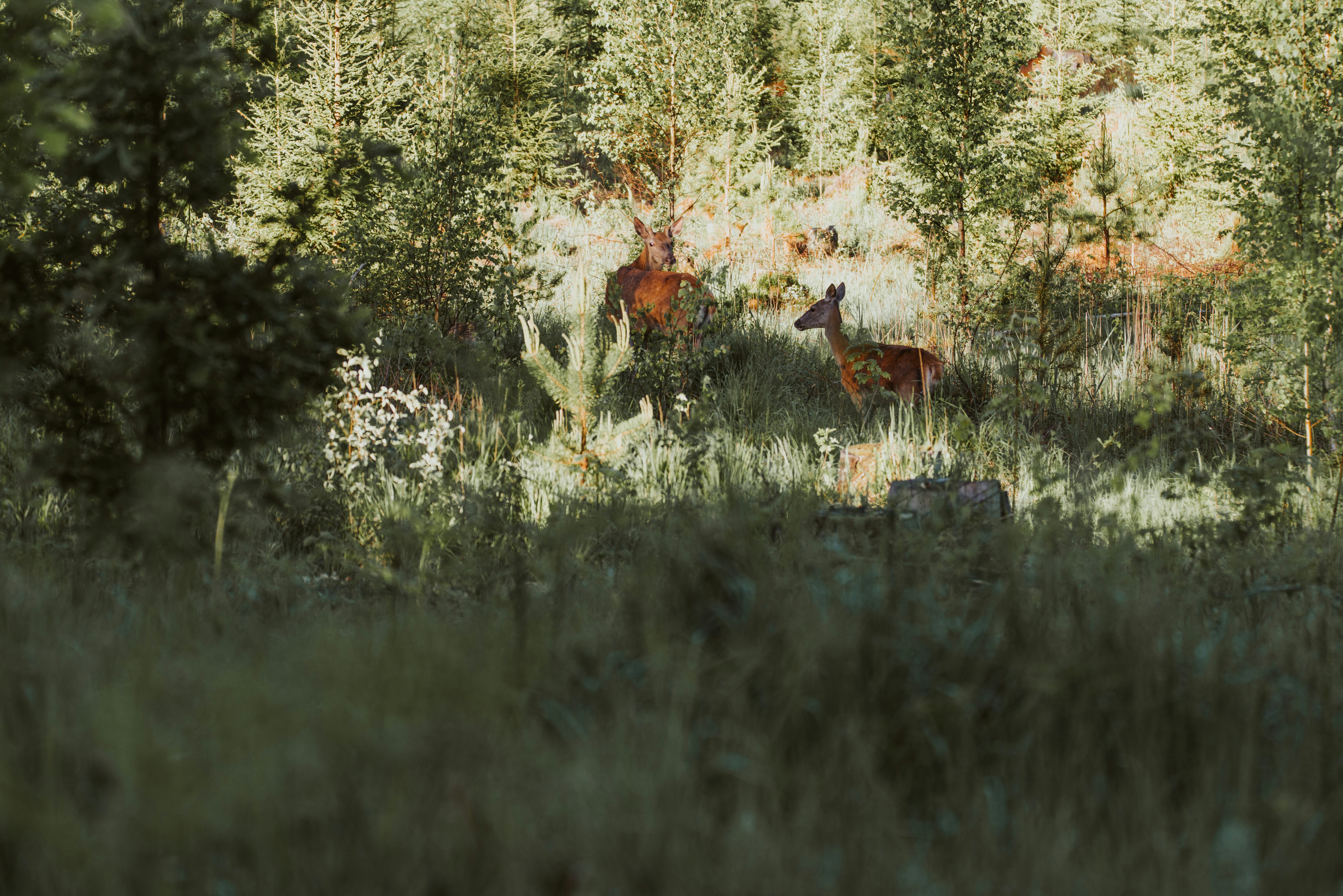 Photo by anitaaustvika