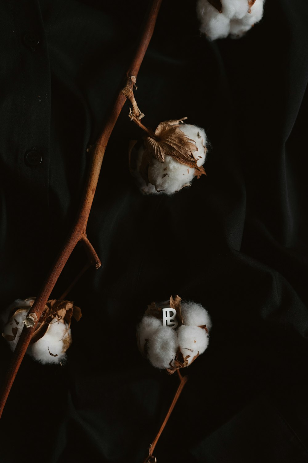 cotton buds on a twig on a black background