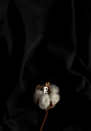 A single cotton boll rests against a dark, textured fabric background. A small, metallic emblem is embedded in the cotton fibers.