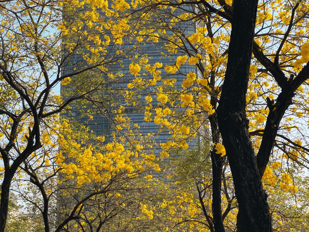 Un edificio alto circondato da alberi con foglie gialle