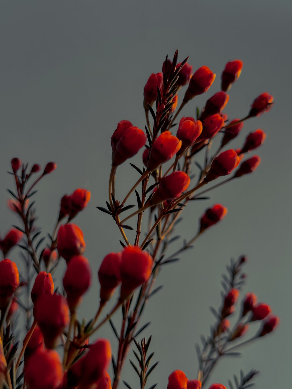 a close up of a plant with red flowers