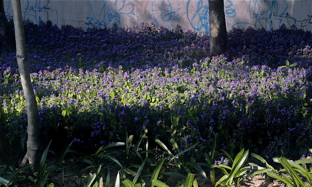 a field of purple flowers next to a wall