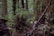 A dense forest environment with a squirrel perched on a slanted tree branch. The area is rich with green foliage, moss, and large tree trunks. The forest floor is covered with twigs and fallen leaves, creating a natural and wild atmosphere.