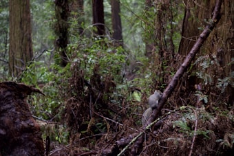 A dense forest environment with a squirrel perched on a slanted tree branch. The area is rich with green foliage, moss, and large tree trunks. The forest floor is covered with twigs and fallen leaves, creating a natural and wild atmosphere.