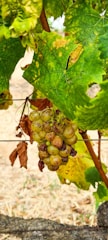 A cluster of grapes hangs from a vine surrounded by large green leaves. Some of the grapes appear dried or browning, indicating ripeness or over-ripeness. The vine is supported by a wire trellis, and there are hints of a rustic outdoor environment in the background.