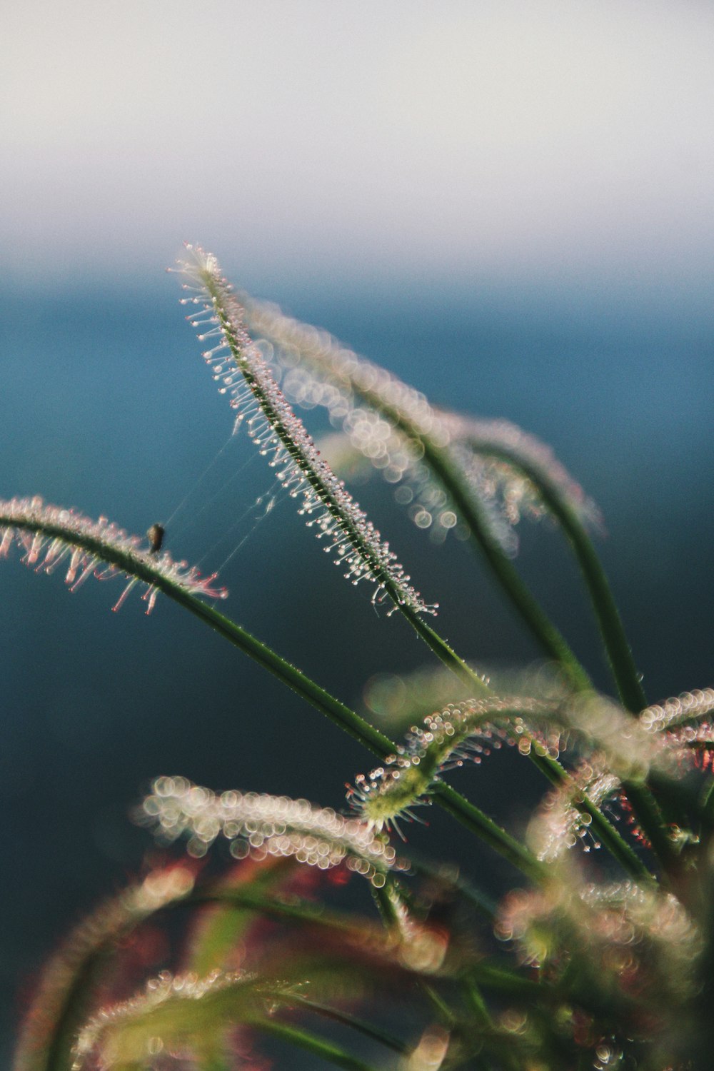 a close up of a plant with drops of water on it