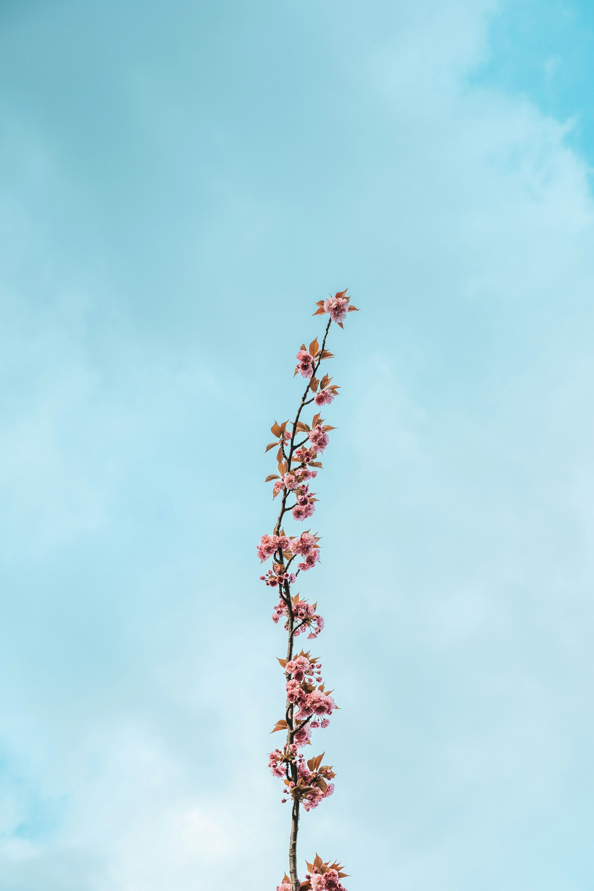 a pink flower on a tree branch against a blue sky