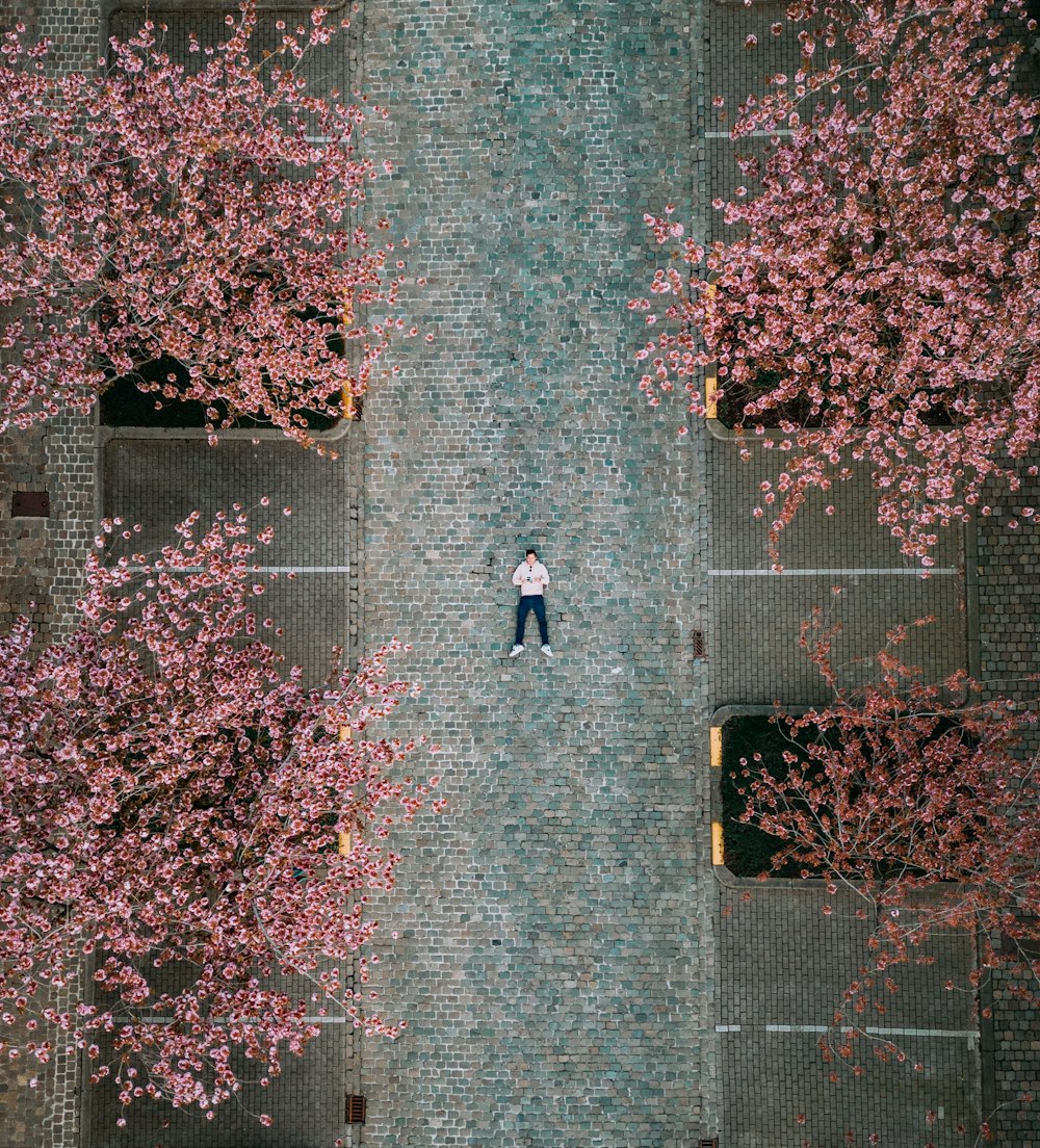 a man standing on a sidewalk surrounded by pink trees