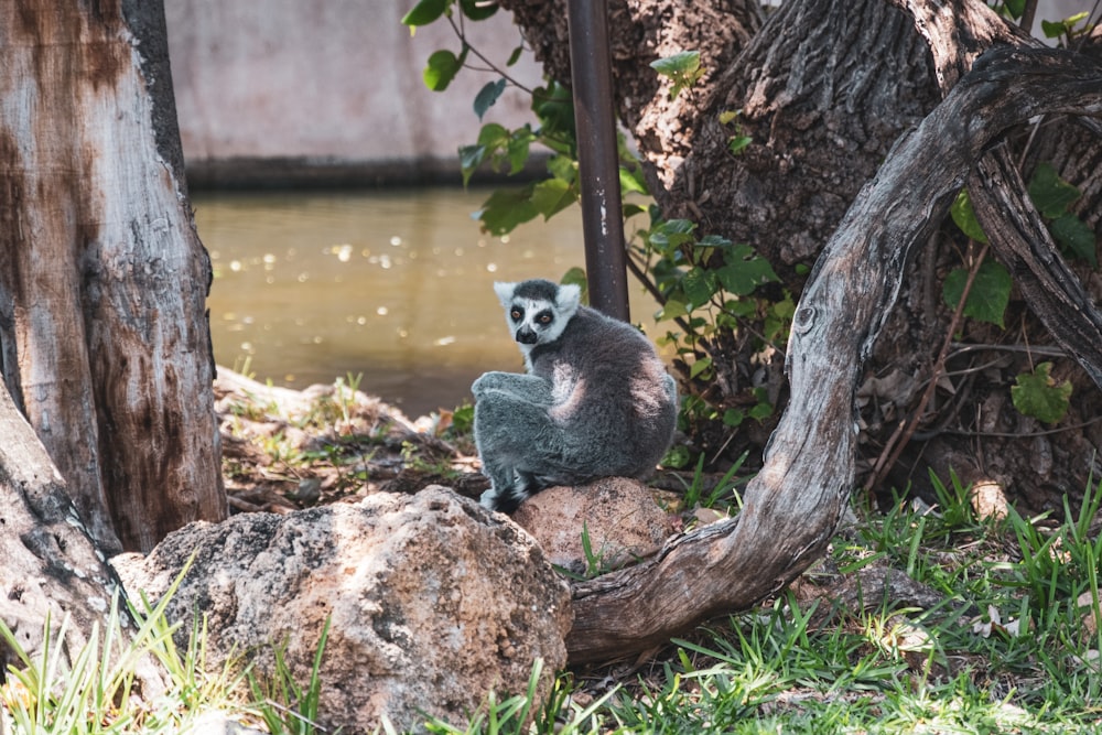 a small animal sitting on top of a rock