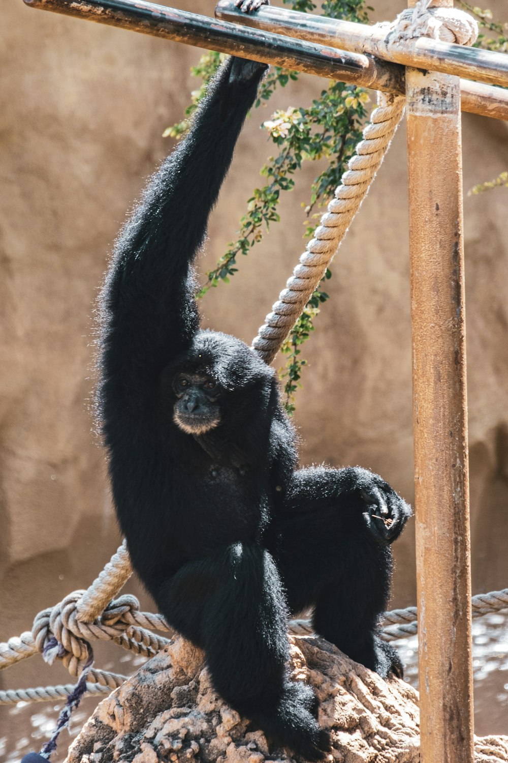 a baby gorilla hanging from a rope in a zoo