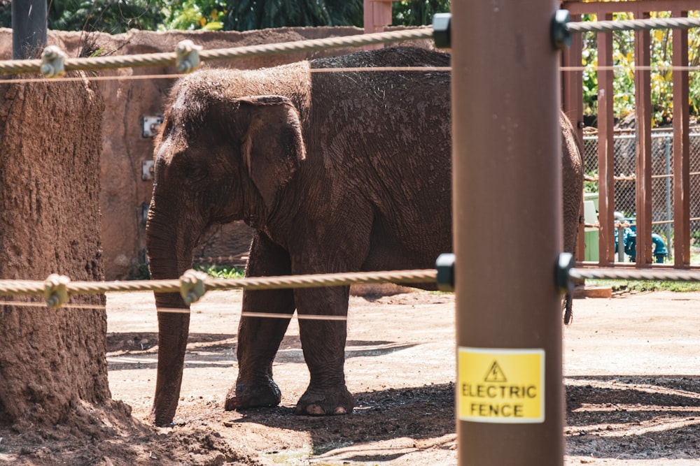 um elefante em pé ao lado de uma árvore em um recinto