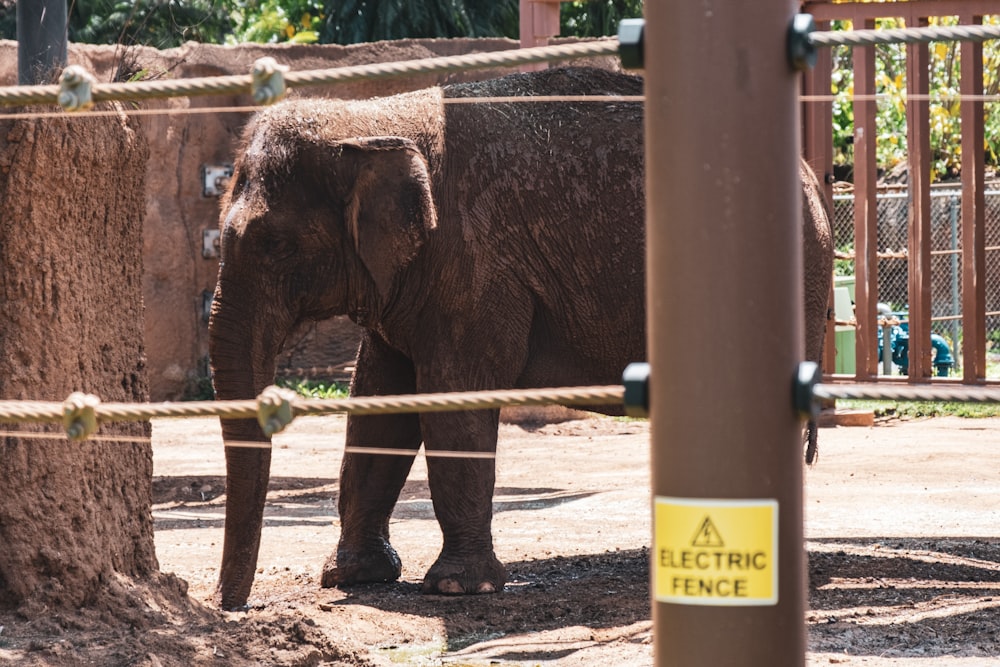 an elephant standing next to a tree in an enclosure