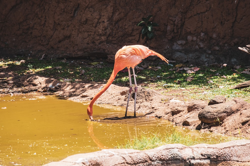 um flamingo rosa em pé em uma piscina de água