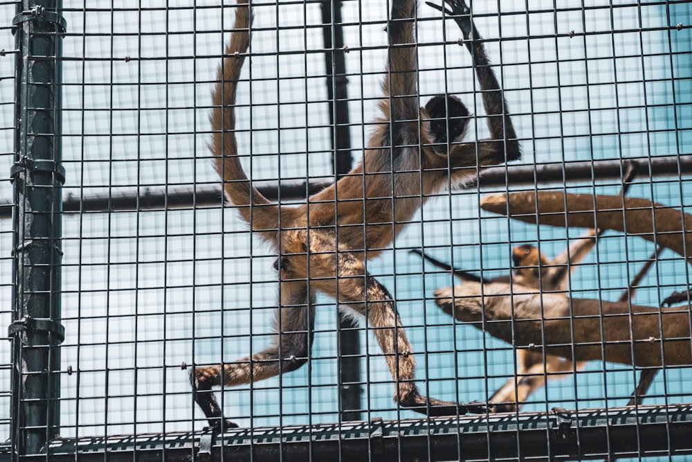 Una scimmia appesa a testa in giù in una gabbia