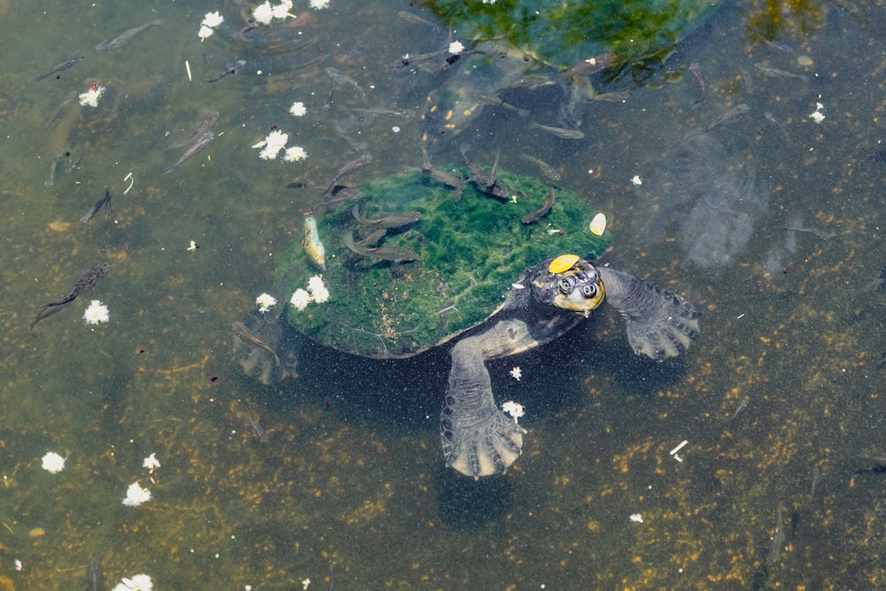 Una tartaruga sta nuotando in uno stagno pieno di pesci