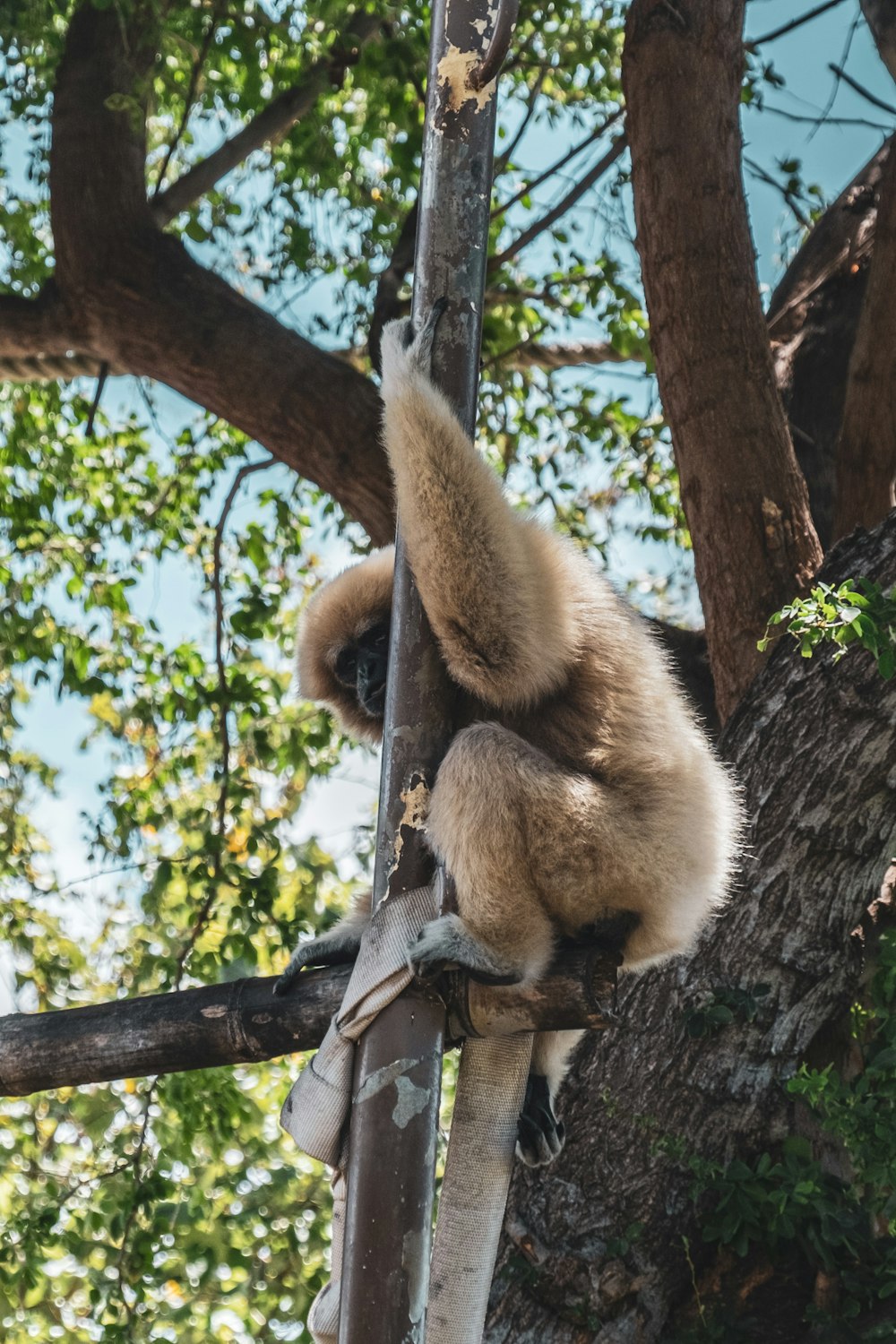 a monkey is climbing up a tree branch