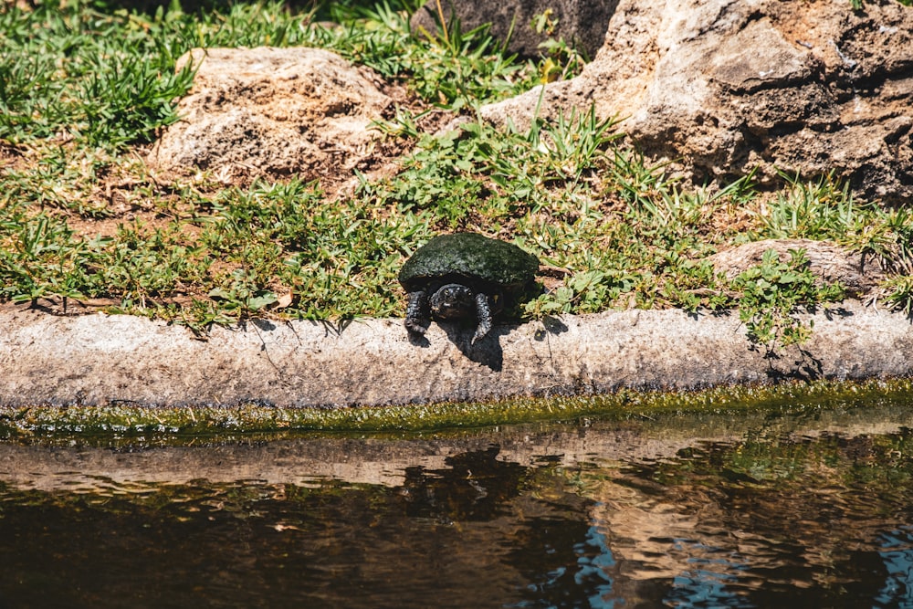 a black bird sitting on a rock near a body of water