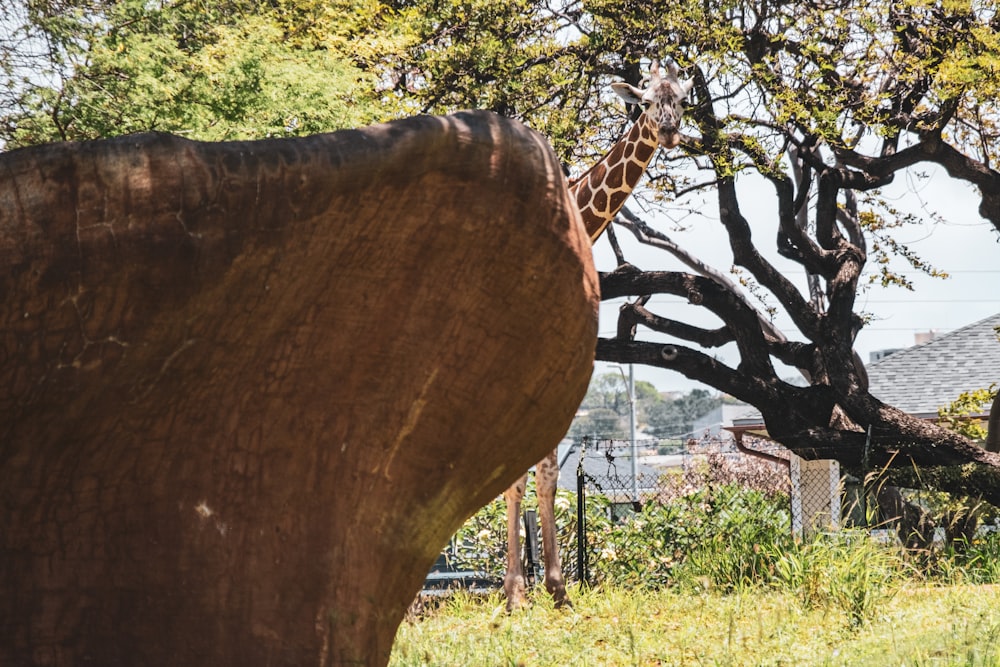 uma girafa de pé ao lado de uma árvore em um campo