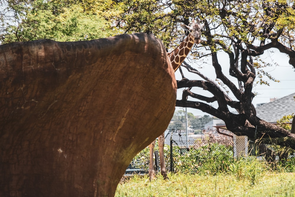 a giraffe standing next to a tree in a field