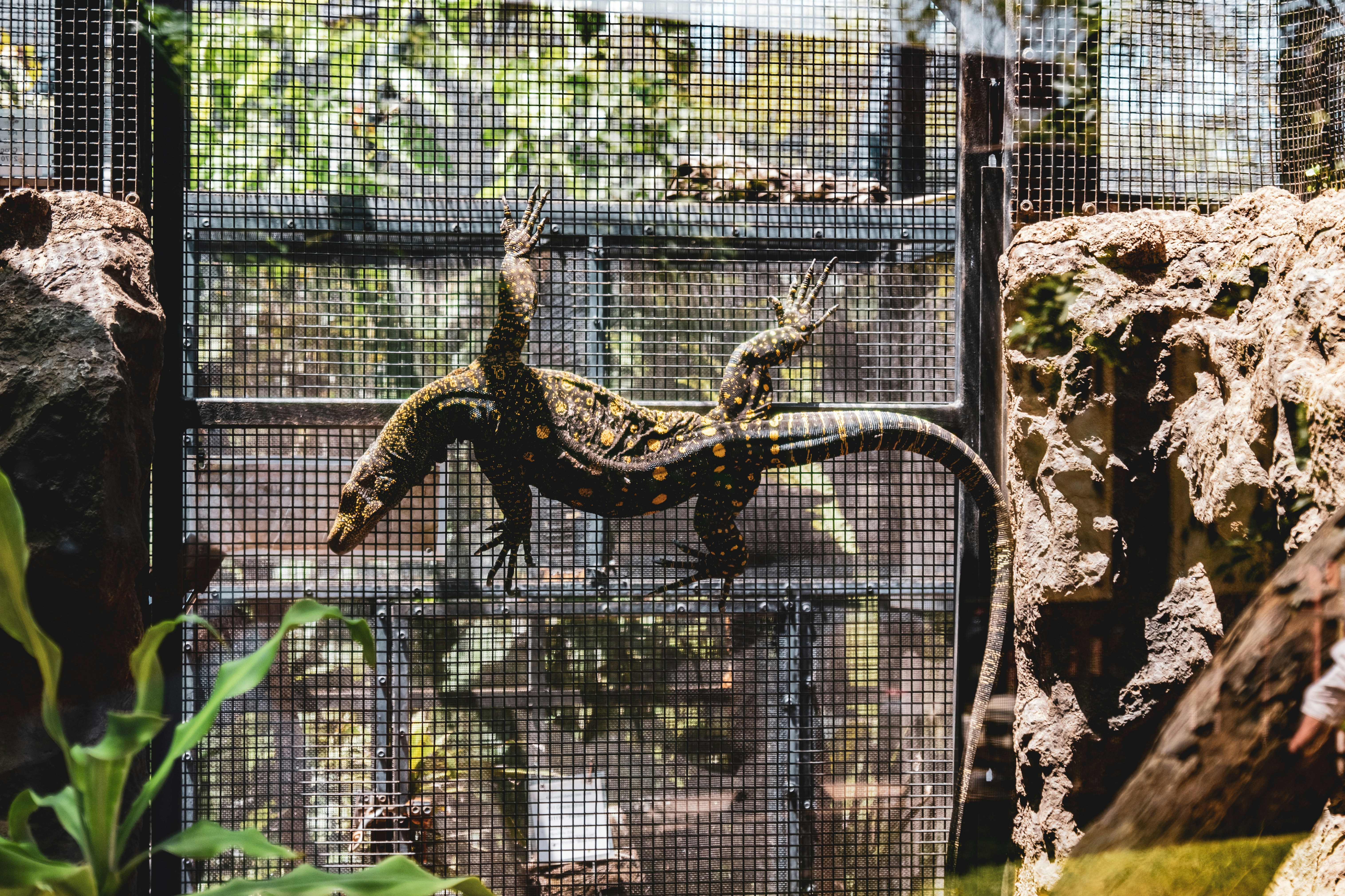 Enclosure safety inspection inside a sugar glider habitat with safe bar spacing
