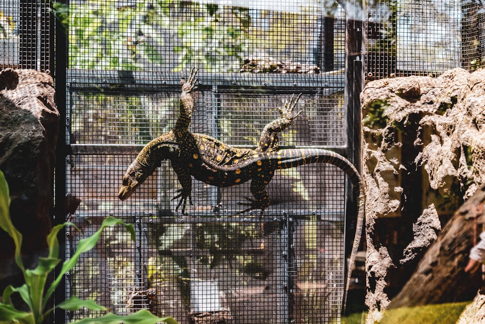 a large lizard in a cage in a zoo