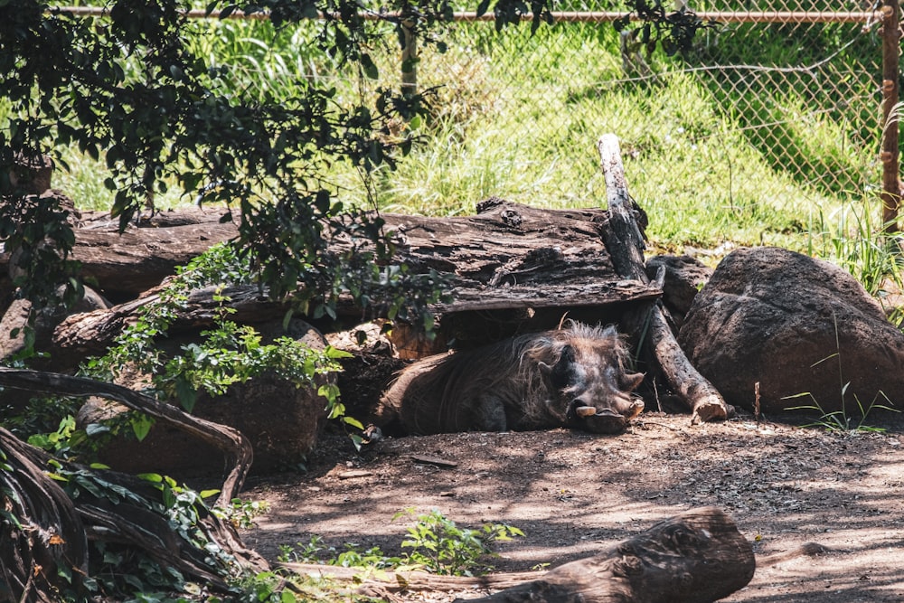 an animal that is laying down in the dirt