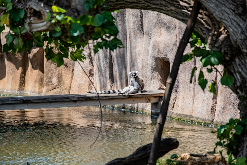 a bird sitting on top of a piece of wood