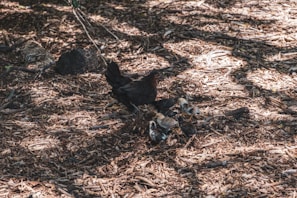 A family of robins hopping around fallen leaves beneath a sprawling hedge.