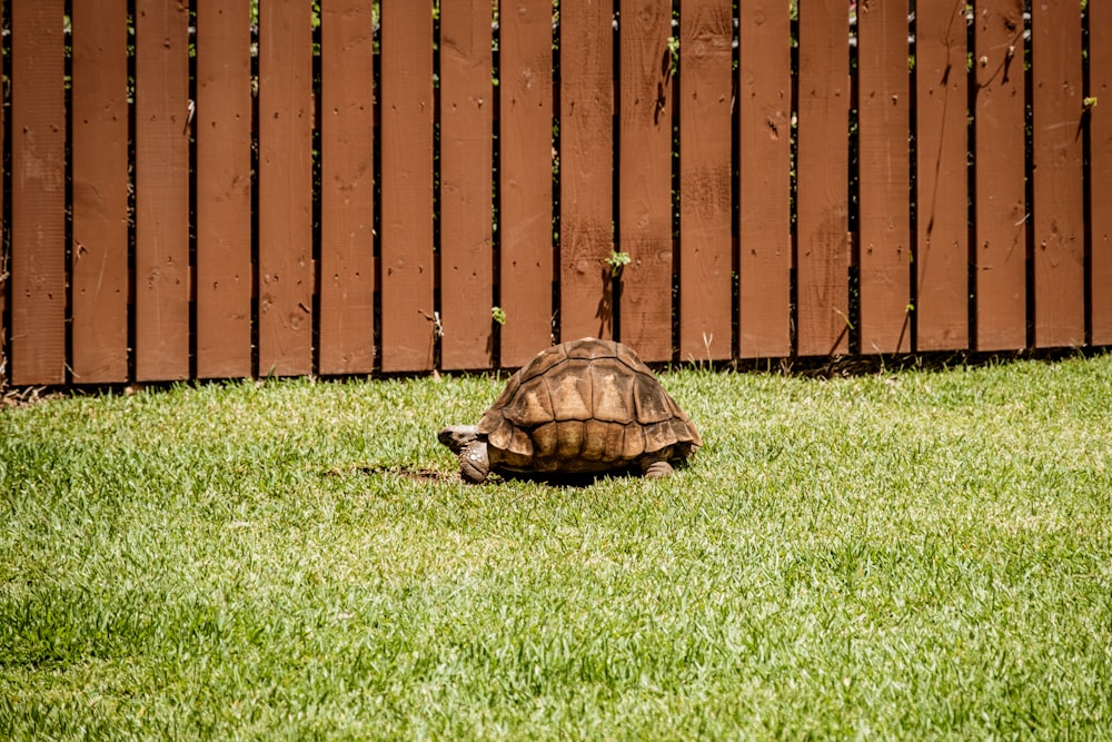 a tortoise crawling in the grass in front of a fence