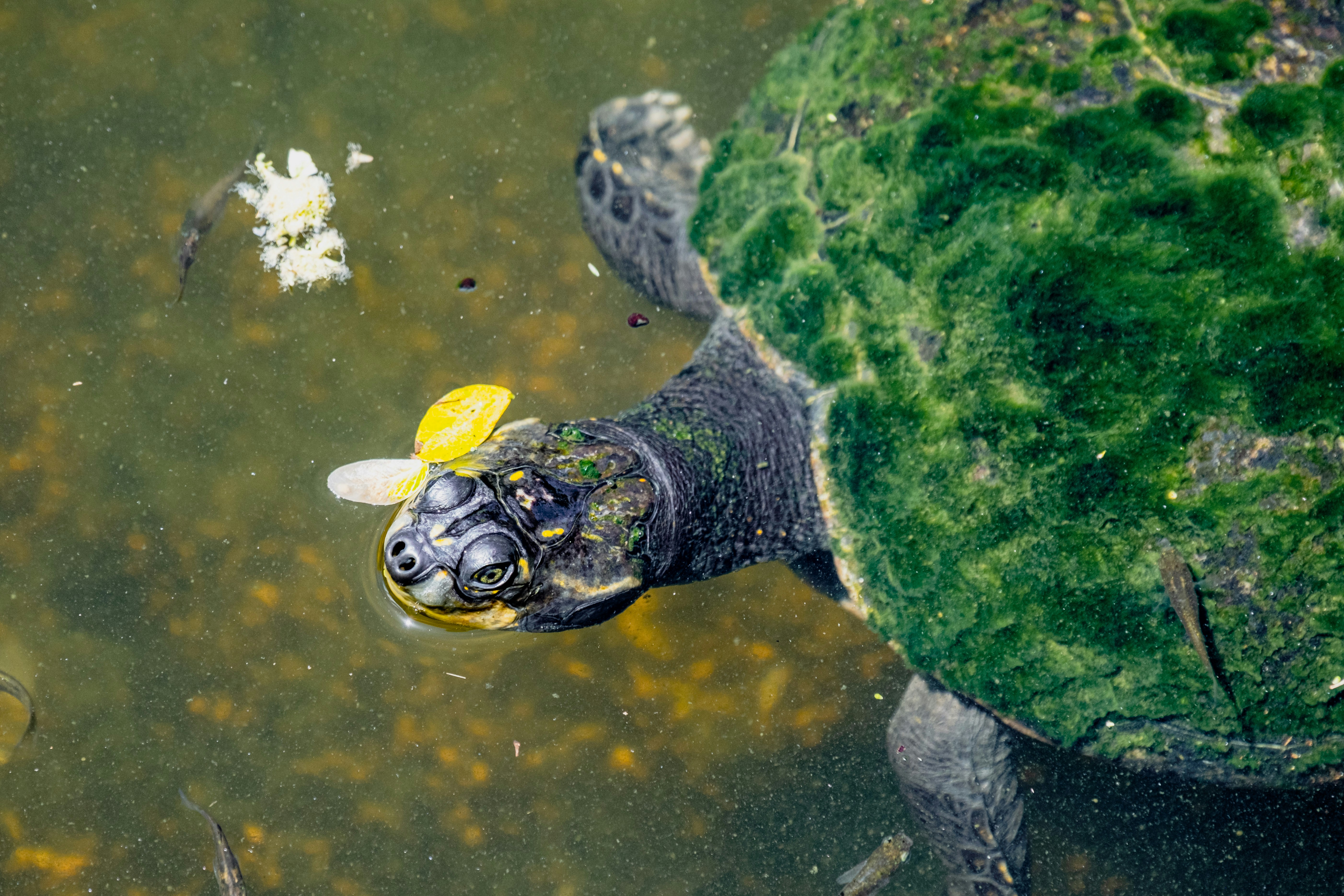 The Observant Turtle Only For Turtle Keepers