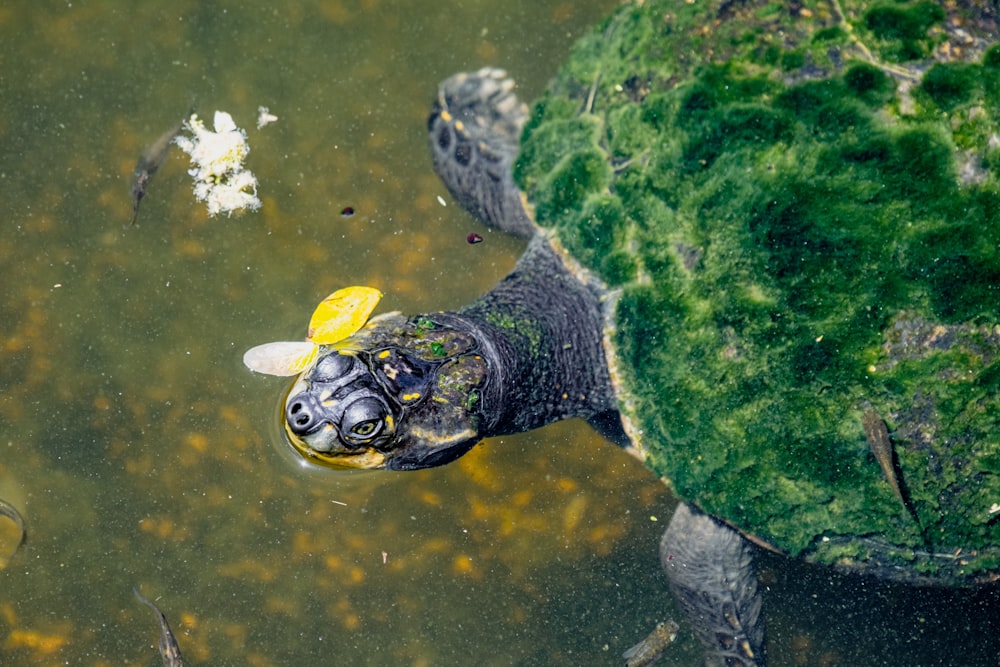 a turtle in a pond with a yellow flower in it's mouth