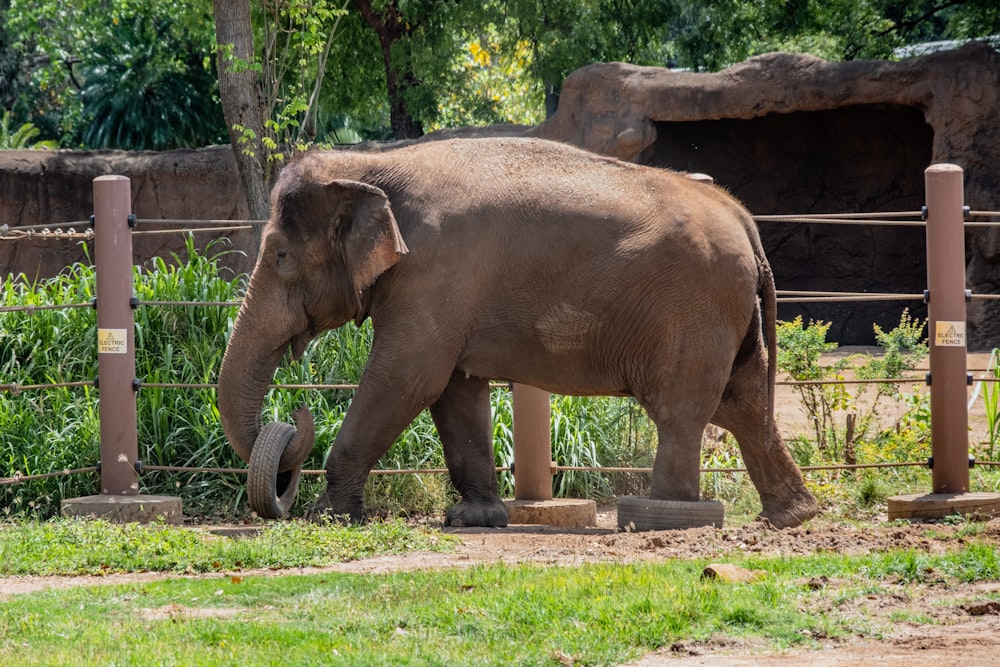 an elephant walking around in a fenced in area