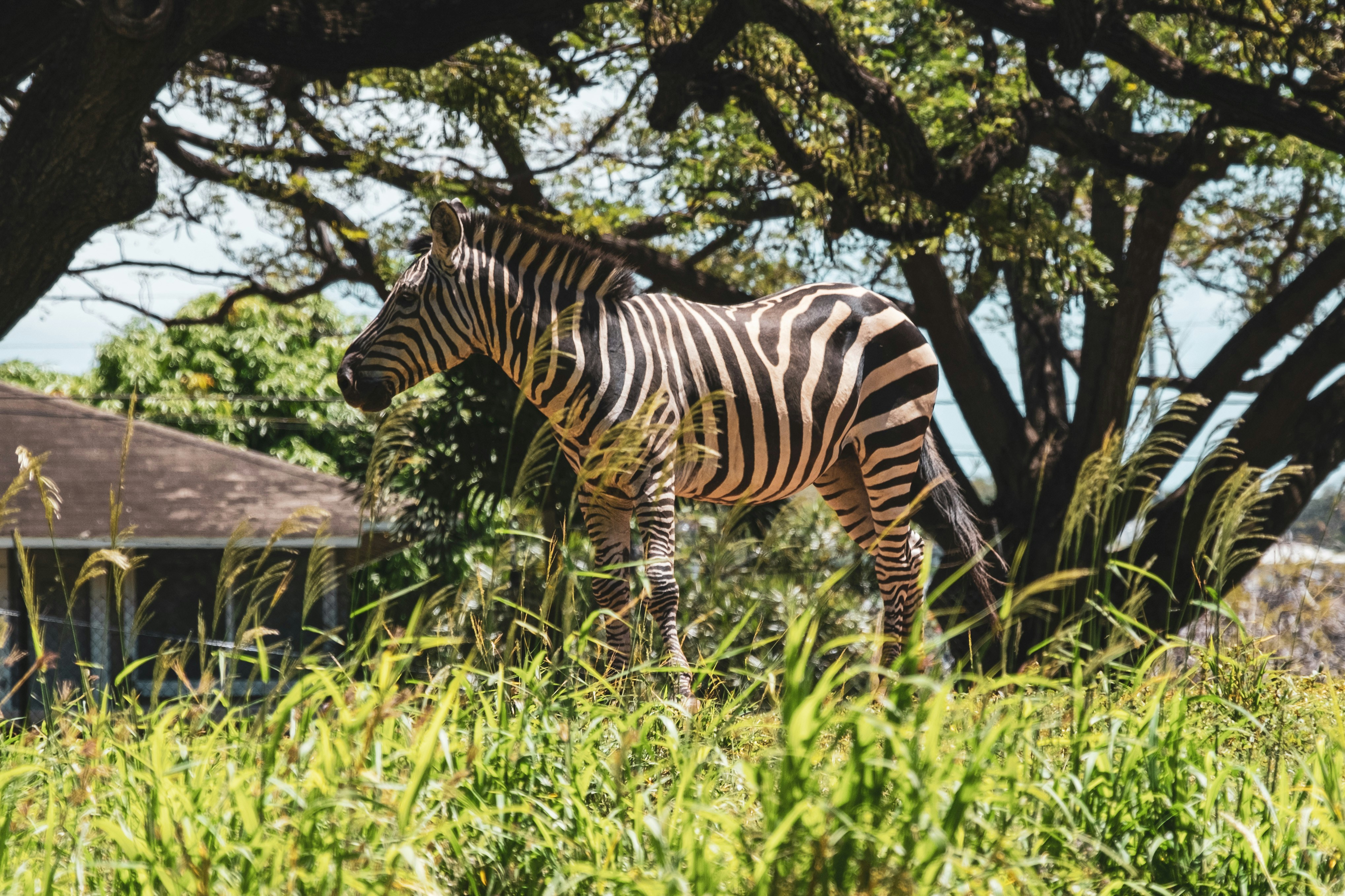 나무 옆 키 큰 풀밭에 서 있는 얼룩말 사진 – Unsplash의 무료 마리 이미지, image size:3000x2000