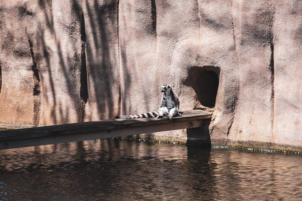 a lemur sitting on a wooden plank in a zoo enclosure