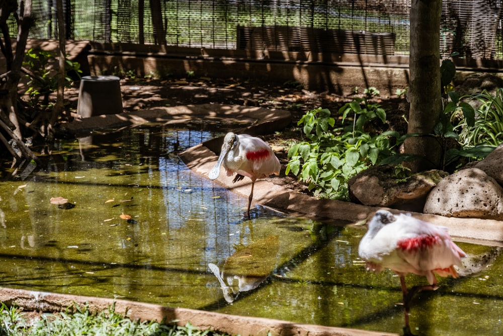 a couple of birds that are standing in the water