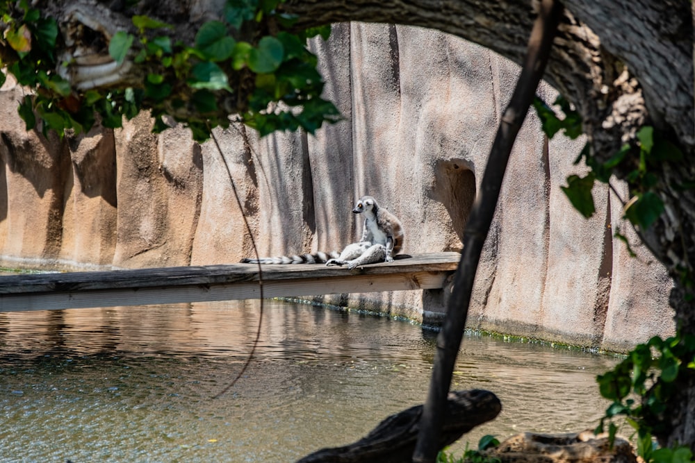 a couple of animals that are sitting on a ledge