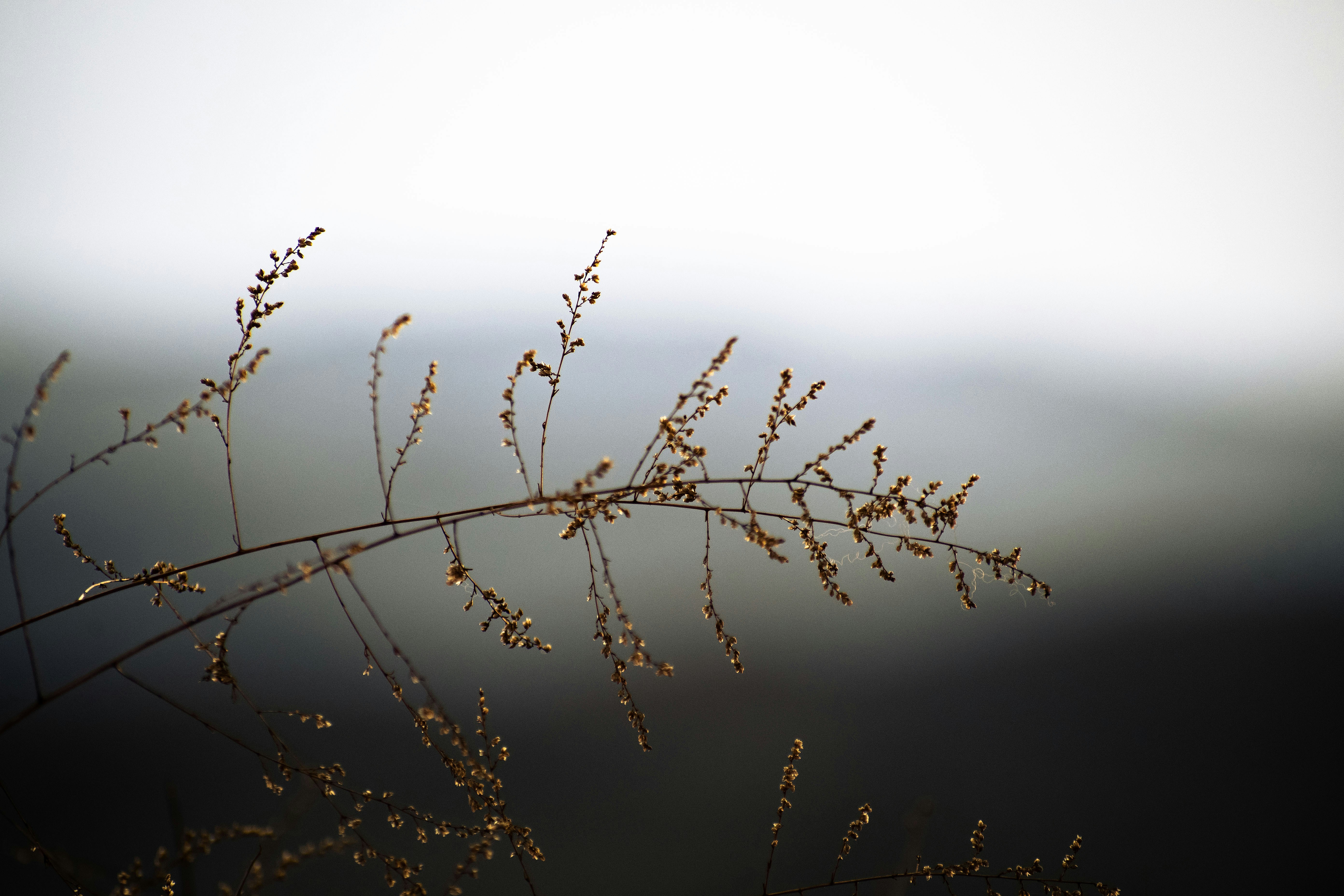 Photo by s_ahmadreza_p