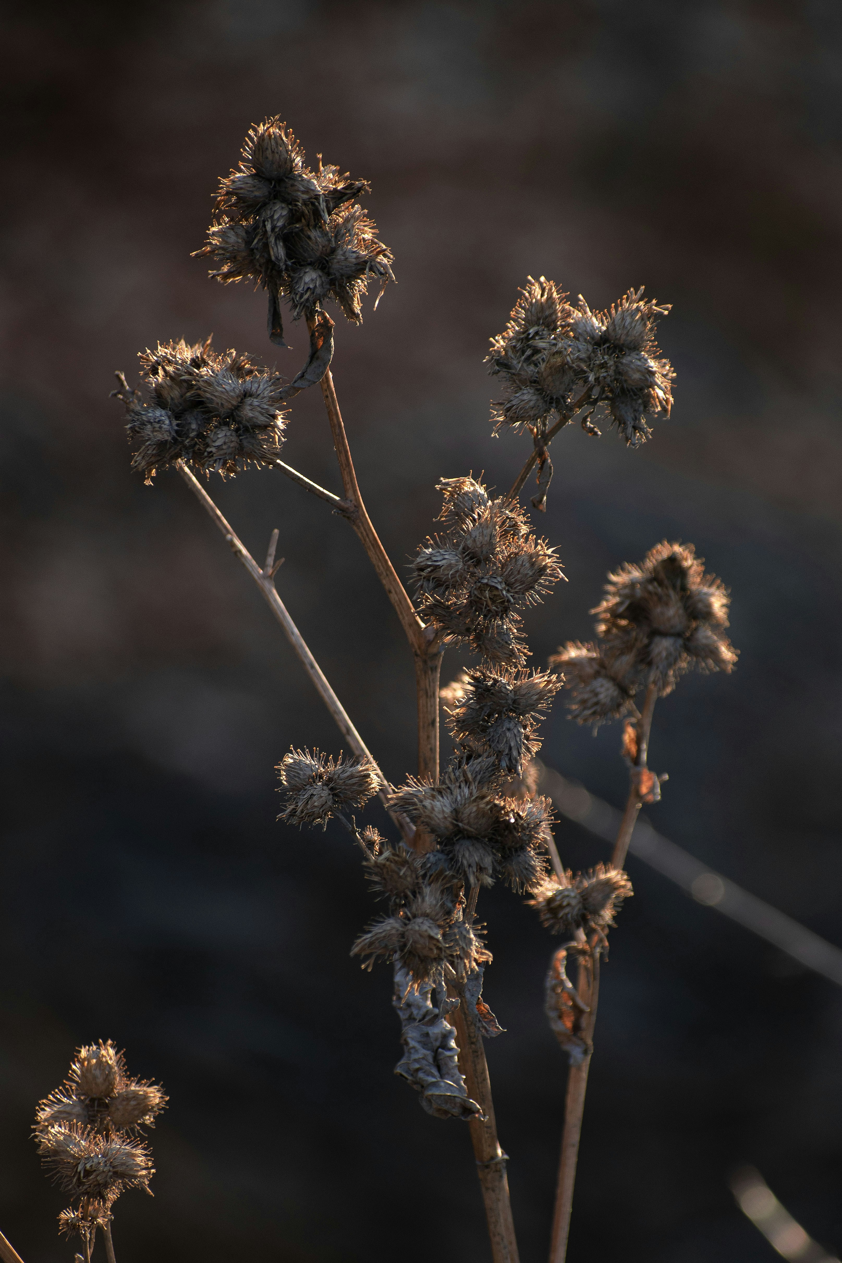 Photo by s_ahmadreza_p