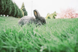 Volunteers gently caring for rescued bunnies in a cozy, green pasture.