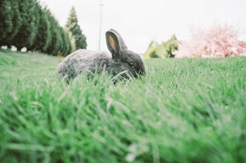 A small gray rabbit nestled in lush green grass, with a backdrop of trees and pink flowering bushes in a park-like setting.